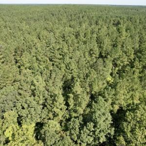 Photo #37 of SOLD property in Off Oral Oaks Road, Victoria, VA 21.2 acres