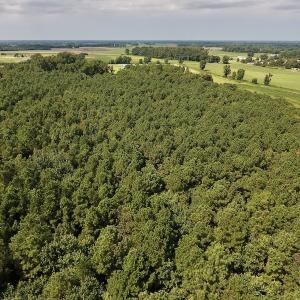 Photo #33 of SOLD property in Off Joe Gardner Road  , Grifton, NC 52.6 acres