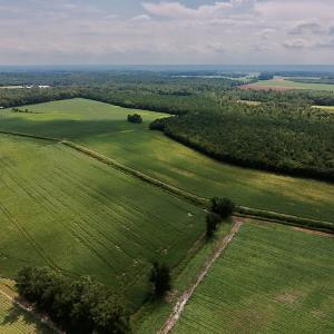 Photo #5 of SOLD property in Off Joe Gardner Road  , Grifton, NC 52.6 acres