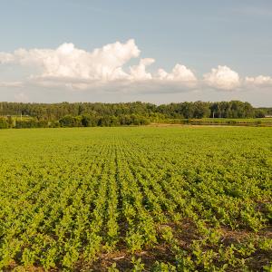 Photo #17 of SOLD property in Off Pixley Pritchard Road & Thomas Store Road, Timberlake, NC 115.0 acres