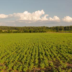 Photo #18 of SOLD property in Off Pixley Pritchard Road & Thomas Store Road, Timberlake, NC 115.0 acres
