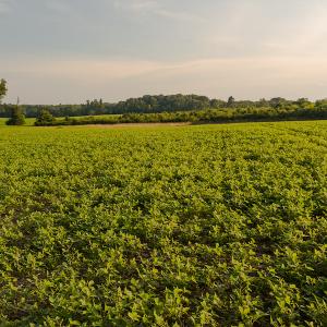 Photo #19 of SOLD property in Off Pixley Pritchard Road & Thomas Store Road, Timberlake, NC 115.0 acres