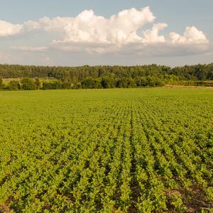 Photo #20 of SOLD property in Off Pixley Pritchard Road & Thomas Store Road, Timberlake, NC 115.0 acres