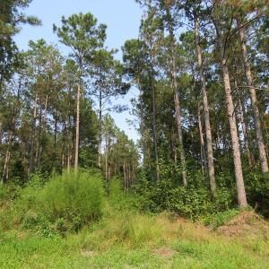 Photo #11 of Off NC HWY 130, Orrum, NC 40.8 acres