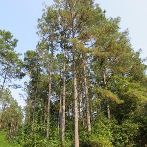 Photo #12 of Off NC HWY 130, Orrum, NC 40.8 acres