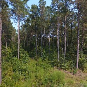 Photo #13 of Off NC HWY 130, Orrum, NC 40.8 acres