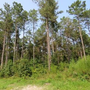 Photo #14 of Off NC HWY 130, Orrum, NC 40.8 acres