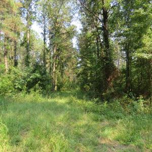 Photo #4 of Off NC HWY 130, Orrum, NC 40.8 acres