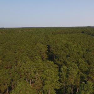 Photo #6 of Off NC HWY 130, Orrum, NC 40.8 acres