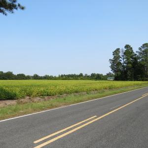Photo #3 of SOLD property in Off Collins Drive, Lumberton, NC 15.0 acres