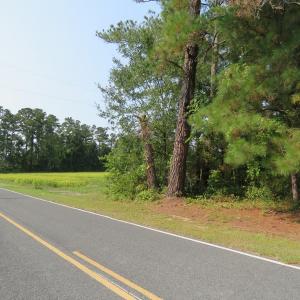 Photo #5 of SOLD property in Off Collins Drive, Lumberton, NC 15.0 acres