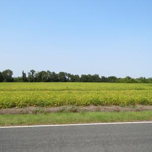 Photo #6 of SOLD property in Off Collins Drive, Lumberton, NC 15.0 acres