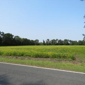 Photo #8 of SOLD property in Off Collins Drive, Lumberton, NC 15.0 acres