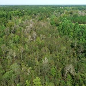 Photo #5 of SOLD property in Off Collins Drive and Birtie Road, Lumberton, NC 28.5 acres