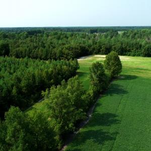 Photo #8 of SOLD property in Off Collins Drive and Birtie Road, Lumberton, NC 28.5 acres