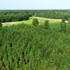 Photo #10 of SOLD property in Off Collins Drive and Birtie Road, Lumberton, NC 28.5 acres