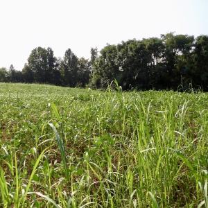 Photo #34 of SOLD property in Off Strawberry Drive, Lawrenceville, VA 20.0 acres
