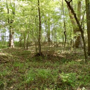Photo #39 of SOLD property in Off Strawberry Drive, Lawrenceville, VA 20.0 acres