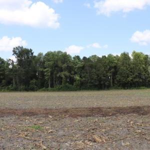Photo #14 of SOLD property in Off Old Dover Road, Dover, NC 52.5 acres