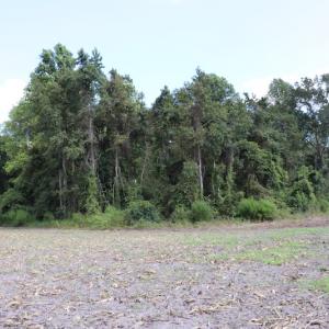 Photo #17 of SOLD property in Off Old Dover Road, Dover, NC 52.5 acres