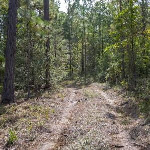 Photo #14 of SOLD property in Off Scronce Road  , Harrells, NC 10.5 acres