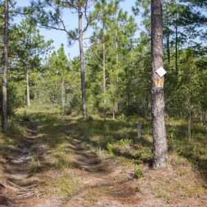 Photo #15 of SOLD property in Off Scronce Road  , Harrells, NC 10.5 acres