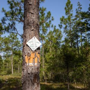 Photo #16 of SOLD property in Off Scronce Road  , Harrells, NC 10.5 acres