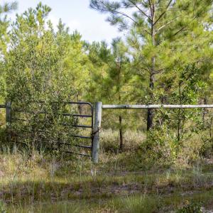 Photo #17 of SOLD property in Off Scronce Road  , Harrells, NC 10.5 acres