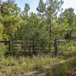 Photo #19 of SOLD property in Off Scronce Road  , Harrells, NC 10.5 acres