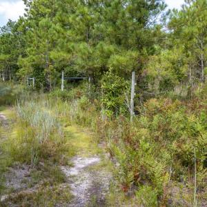 Photo #20 of SOLD property in Off Scronce Road  , Harrells, NC 10.5 acres