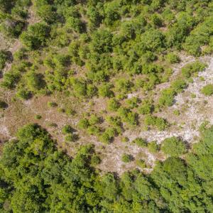 Photo #7 of SOLD property in Off Scronce Road  , Harrells, NC 10.5 acres