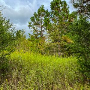 Photo #2 of SOLD property in Off Country Club Road, Roxboro, NC 21.9 acres