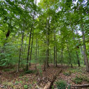 Photo #6 of SOLD property in Off Country Club Road, Roxboro, NC 21.9 acres