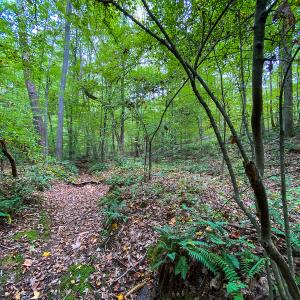 Photo #7 of SOLD property in Off Country Club Road, Roxboro, NC 21.9 acres