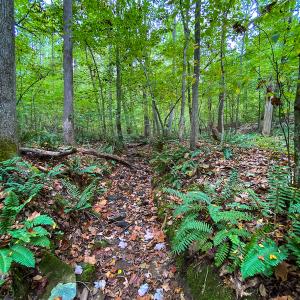 Photo #8 of SOLD property in Off Country Club Road, Roxboro, NC 21.9 acres