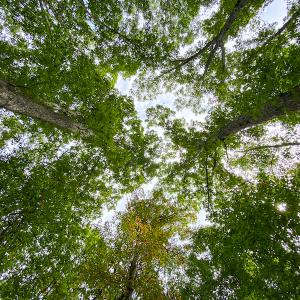 Photo #10 of SOLD property in Off Country Club Road, Roxboro, NC 21.9 acres