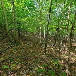 Photo #9 of SOLD property in 545 Trott Circle, Martinsville, VA 89.4 acres