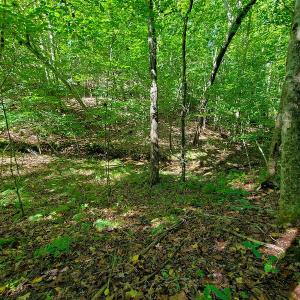 Photo #20 of SOLD property in 545 Trott Circle, Martinsville, VA 89.4 acres