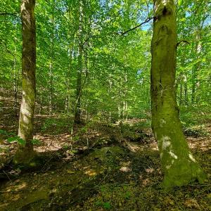 Photo #25 of SOLD property in 545 Trott Circle, Martinsville, VA 89.4 acres