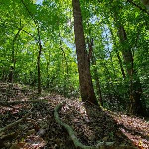 Photo #28 of SOLD property in 545 Trott Circle, Martinsville, VA 89.4 acres