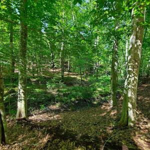 Photo #29 of SOLD property in 545 Trott Circle, Martinsville, VA 89.4 acres