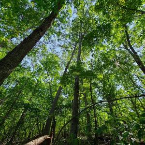Photo #36 of SOLD property in 545 Trott Circle, Martinsville, VA 89.4 acres