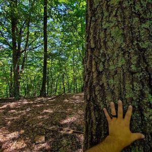 Photo #46 of SOLD property in 545 Trott Circle, Martinsville, VA 89.4 acres