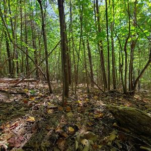 Photo #6 of SOLD property in 545 Trott Circle, Martinsville, VA 89.4 acres
