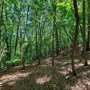 Photo #47 of SOLD property in 545 Trott Circle, Martinsville, VA 89.4 acres