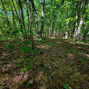Photo #48 of SOLD property in 545 Trott Circle, Martinsville, VA 89.4 acres