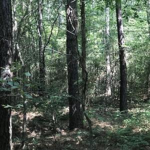 Photo #10 of Off Wyatt Road, Stony, VA 100.0 acres