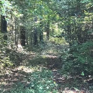 Photo #11 of Off Wyatt Road, Stony, VA 100.0 acres