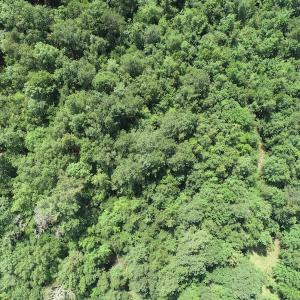 Photo #16 of Off Wyatt Road, Stony, VA 100.0 acres