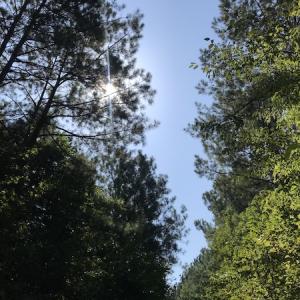 Photo #5 of Off Wyatt Road, Stony, VA 100.0 acres